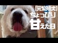 かまってもらうのが大好きすぎる保護犬