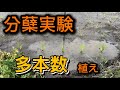 稲の分蘖実験