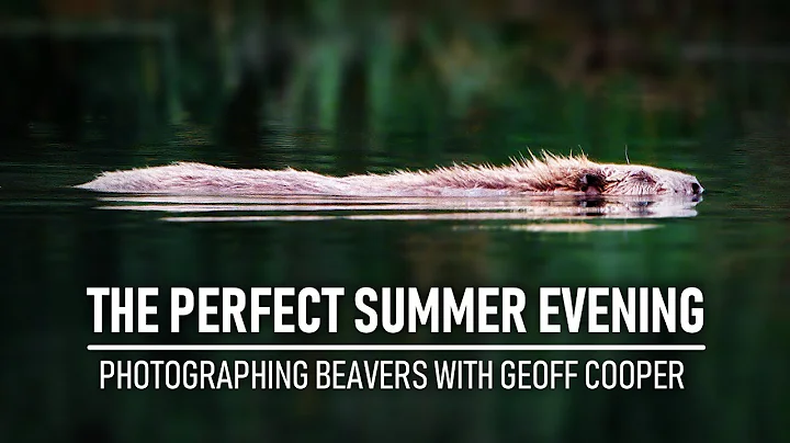 Photographing BEAVERS in Scotland with Geoff Cooper