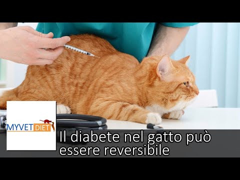 Video: Diabete Mellito Felina