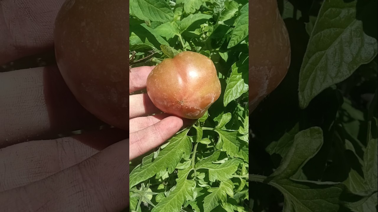 How I Made Gardening A Profitable Business! 