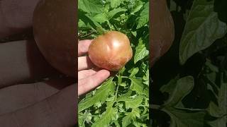 How I Made Gardening A Profitable Business