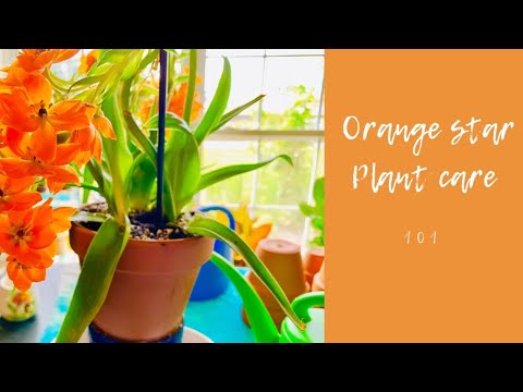 Video: Informace o rostlině Orange Star – informace o péči o rostliny Orange Star