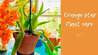 ORANGE STAR PLANT CARE 101 (Star of Bethlehem Flower)