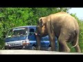 A wild elephant that came to the road in search of food attacks the van