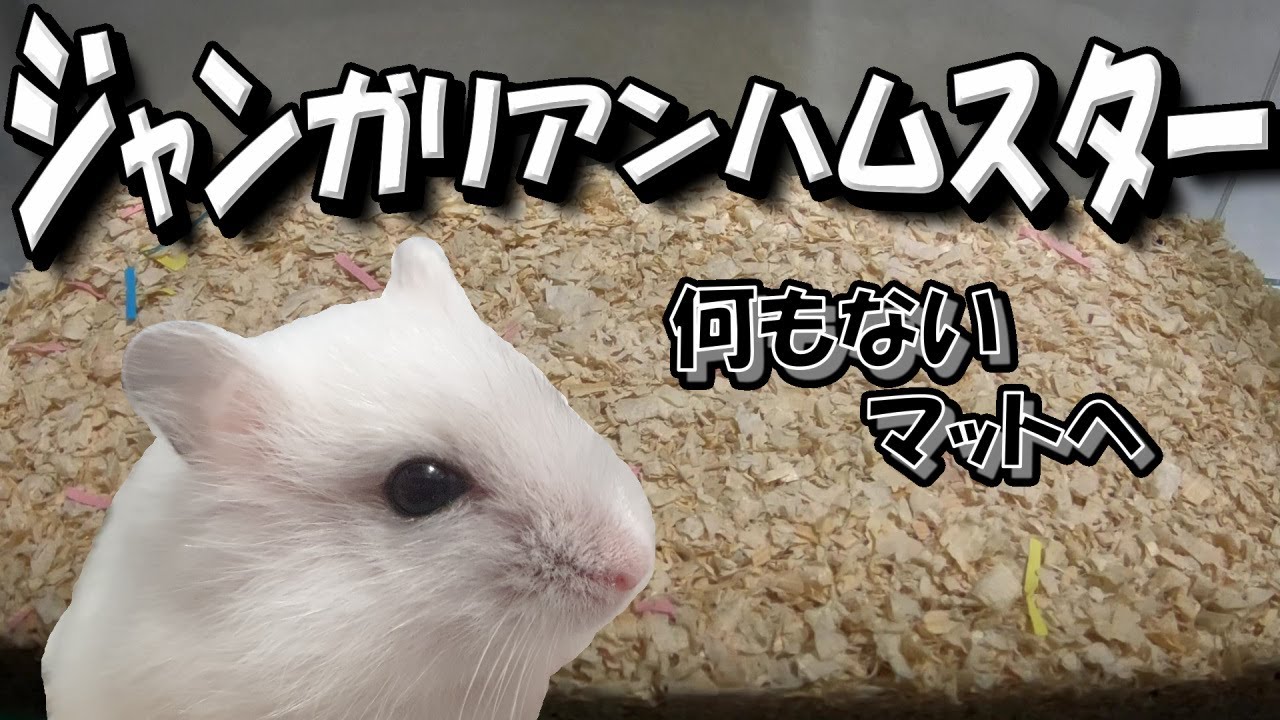 ハムスター 何もない平らなマットにジャンガリアンハムスターを放したら かわいい 飼い方 癒し ウッドチップ Youtube