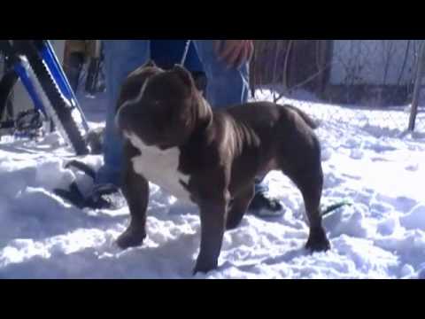 diesel american bully