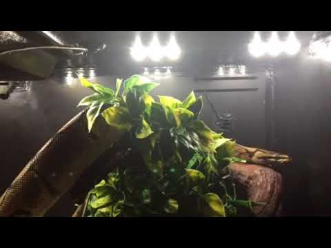 Danté dancing