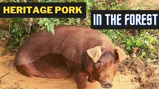 Raising Pigs in the Forest by PJ Howland 1,428 views 10 months ago 12 minutes, 6 seconds