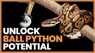 How To Unlock Your Ball Pythons Potential Capabilities | Lori Torrini #RRPodcast #5