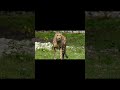 Cheetah vs Ferrari: Who Wins the Race #comparison #wildlife
