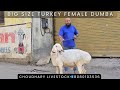 Big beautiful Female Turkey Dumba for Sale in Mumbai| Dumba Palan| Sheep Farming CLS📲8080103536