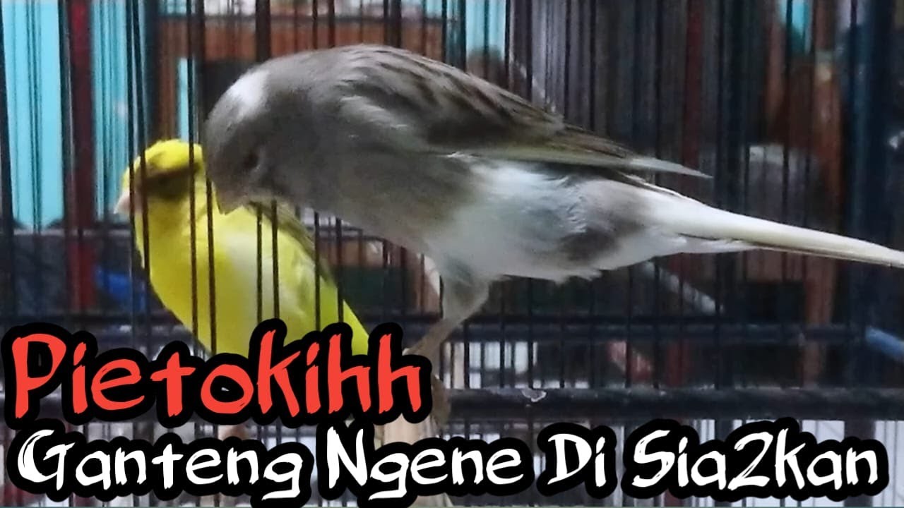REJEKI ANAK SOLEH DAPET HARGA KENARI MIRING SPEK DEWA