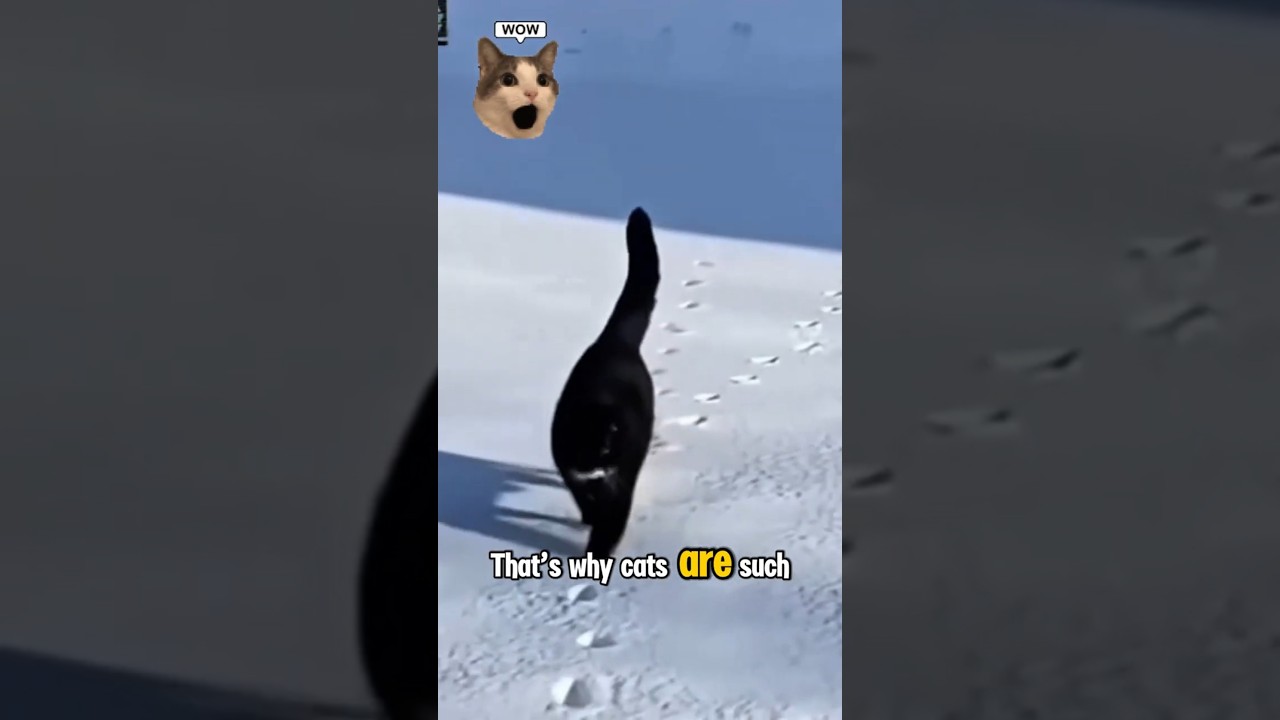 Cat Pawprints Have a Secret! 🐾 | Amazing Cat Facts