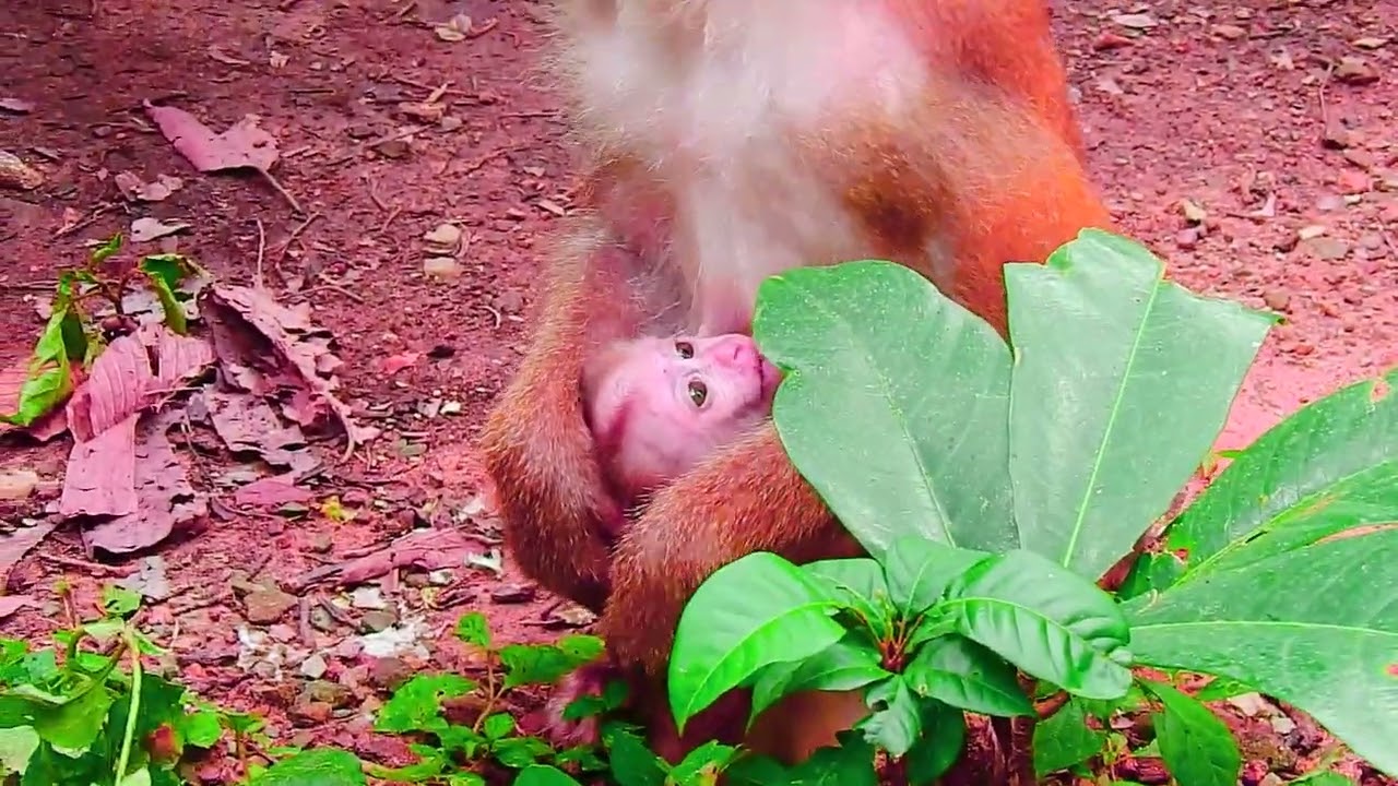 cute baby monkey2023 8