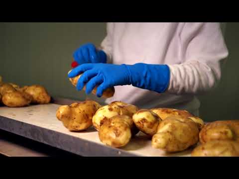Verse friet-groothandel Van Dun’s 100% piepers uit Uden