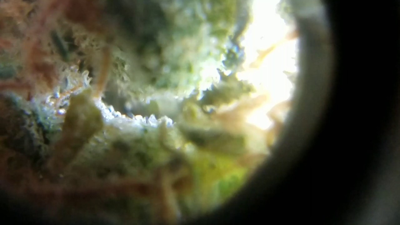 Lemon Skunk in a Microscope