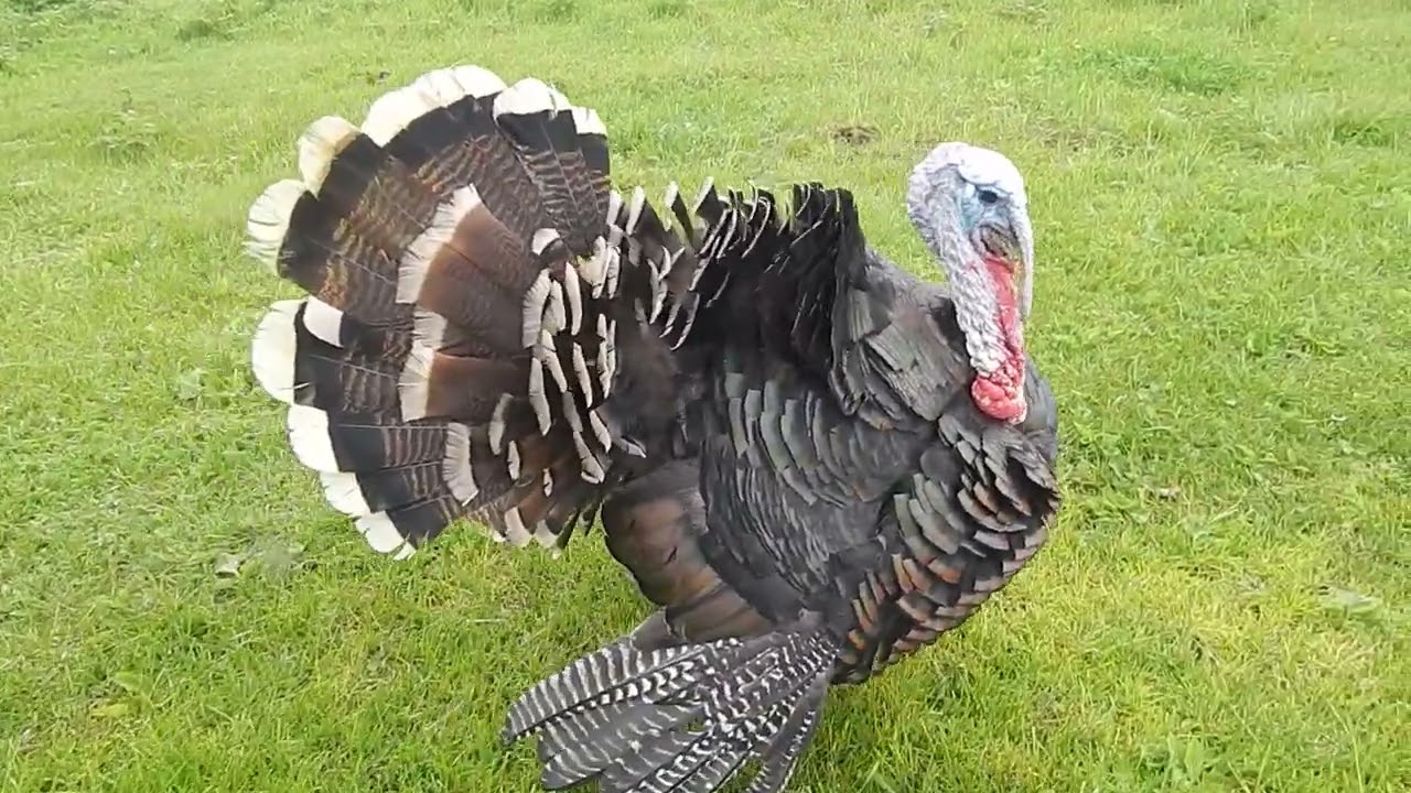 В Шанталь к индейкам