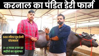 HF Cow Farm India | Dairy Farming Business in India | पंडित डेरी फार्म, Karnal India