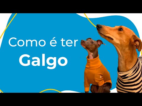 Vídeo: O Que Saber Se Você Está Pensando Em Adotar Um Galgo