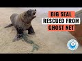 Seal Bull rescued from GHOST NET