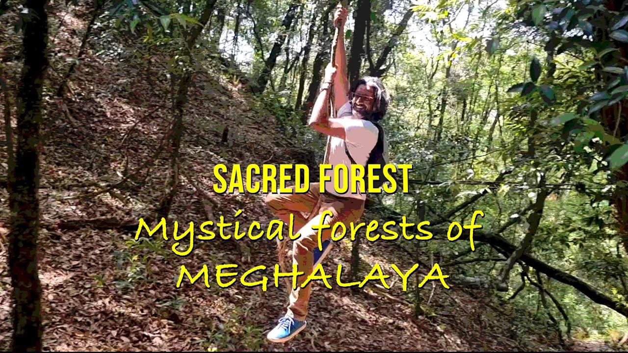 Mawphlang Sacred Forest of Meghalaya