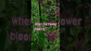 Quotes from the Garden No 10 #shorts  #quote  #gardenstories  #inspirational #beautifulaesthetic