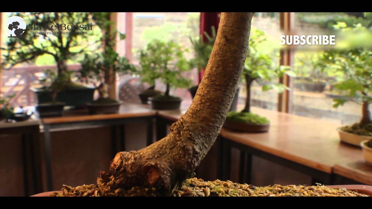 katsura tree bonsai Katsura Hime 2 Yr. Pre Bonsai (#809)  Mendocino Maples Nursery