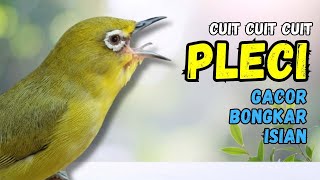 Download Lagu Pleci Cuit Cuit Nembak Materi Terapi Bikin Pleci Cepat Nembak MP3