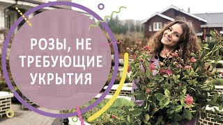 #РОЗЫ | Розы, зимующие в Подмосковье без укрытия