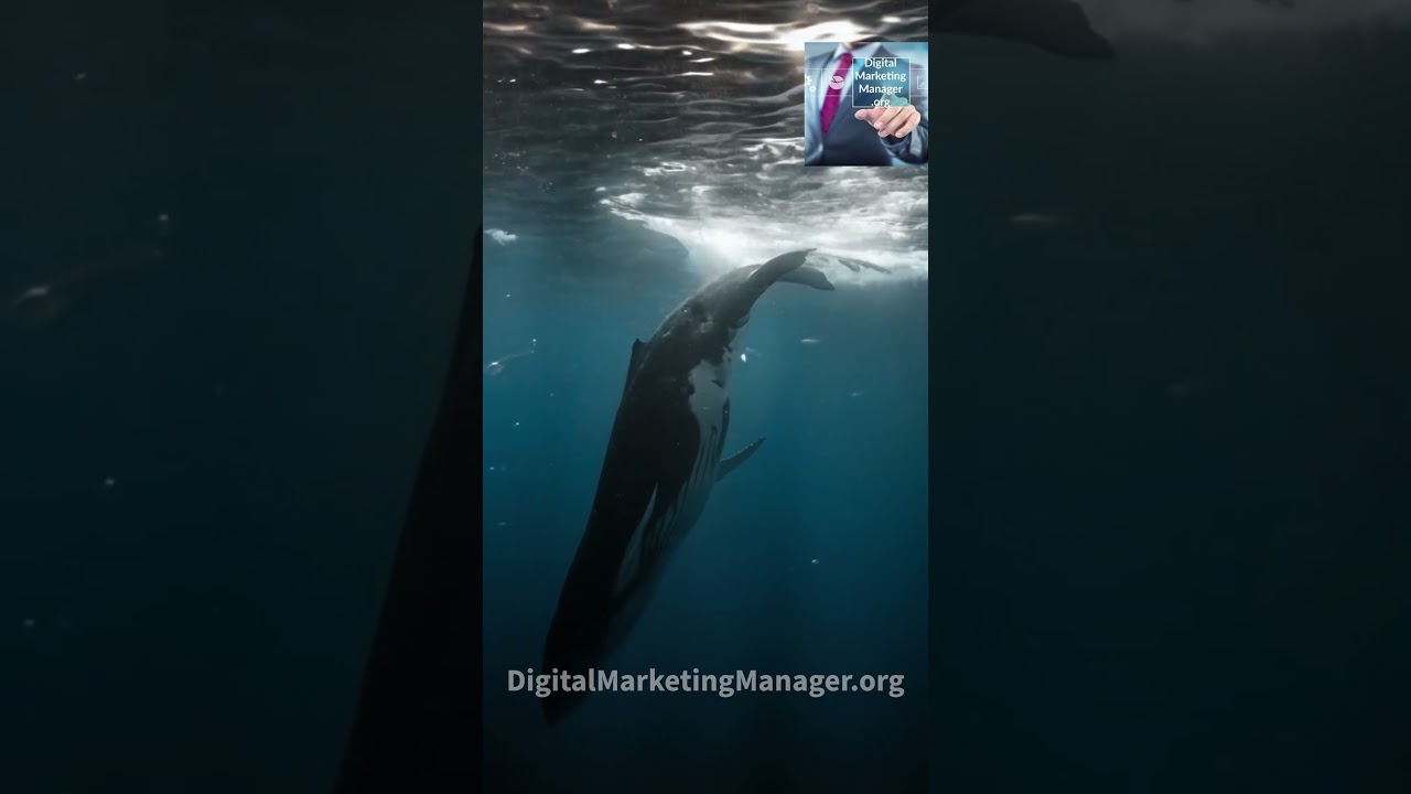 la balena in immersione... 