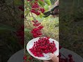 Immersive umbrella picking, red and healing just by looking at it! #Immersive Wild Fruit P#55a18