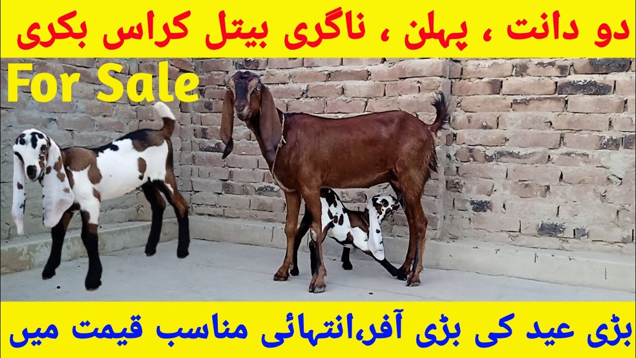 Biggest Eid Offer | Beautiful Nagri beetle cross goat For sale | Hamza Malik Vlogs