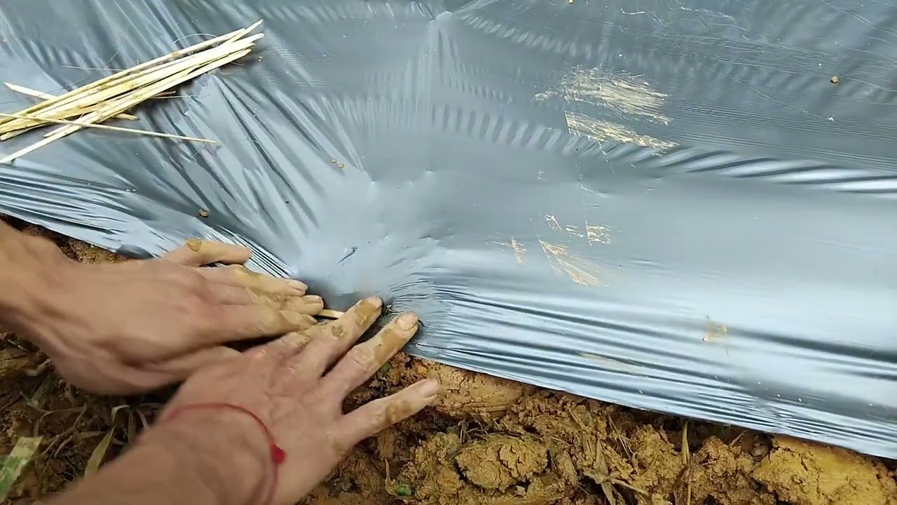 Vừa trồng xong luống cà chua | Phủ bạt, chọc lỗ, trồng cây con