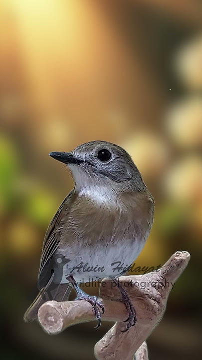 Masteran burung sikatan rimba dada coklat bali full materi #birds #srdcbali  #birdsinging
