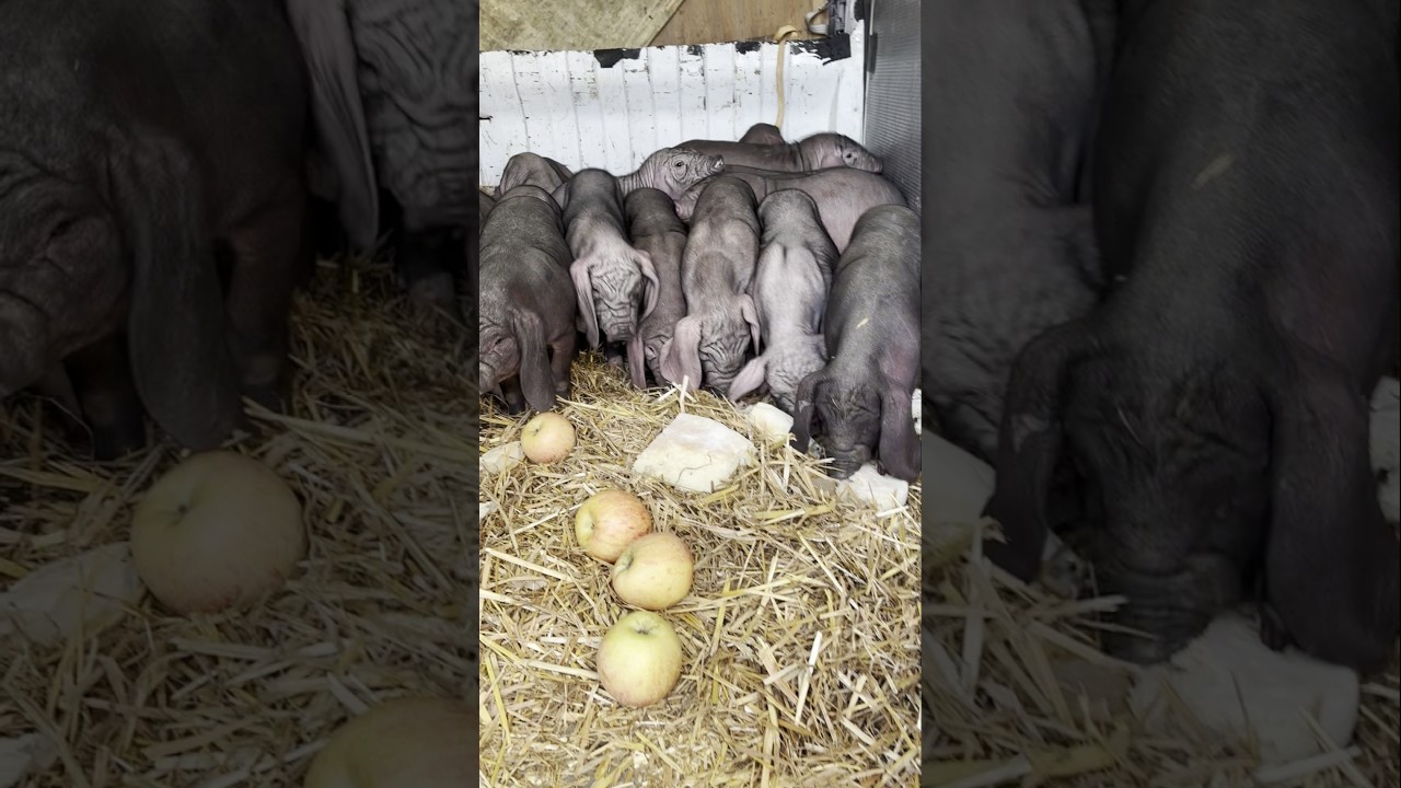 🐷 Ugly Pig Breed – Meishan Pig 🍏 💥