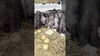  Ugly Pig Breed  Meishan Pig  