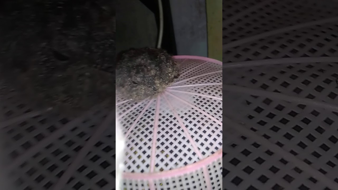 Burung anak'an yang di juluki (burung iblis 😰) 