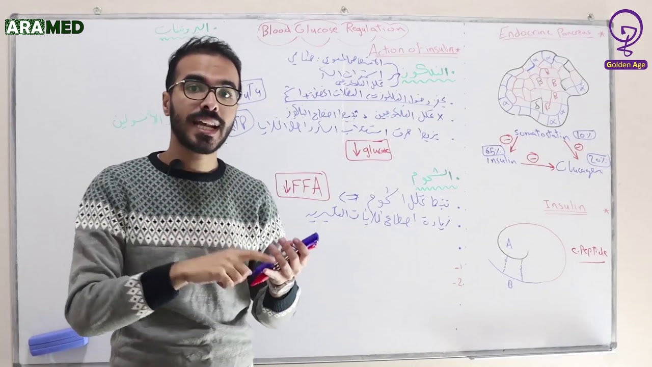 داء السكري 1 - تنظيم مستوى السكر بالدم (الأنسولين) Blood Glucose Regulation Insulin