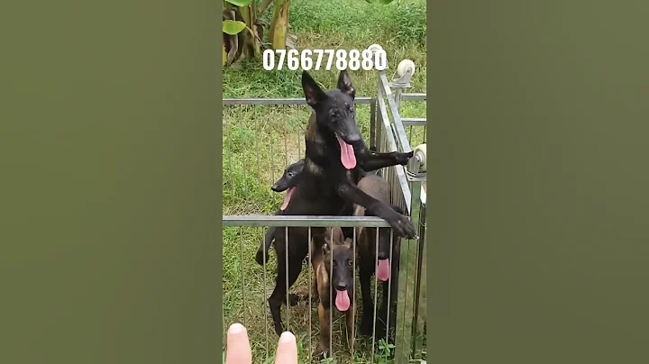 bán chó malinois becgie bỉ giá rẻ Sài Gòn 0766778880