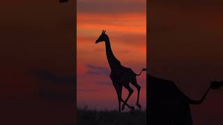 Ever Sen A Giraffe Running