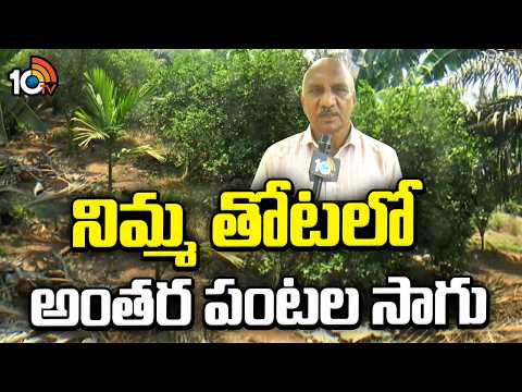 నిమ్మ తోటలో అంతర పంటల సాగు | Inter Cropping Techniques In Lemon Farming | Matti Manishi | 10Tv - 10TVNEWSTELUGU