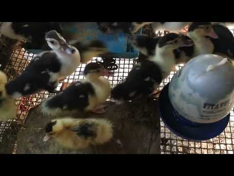 mga maingay sa bakuran 😂 #ducklings #chicks #goslings #lifeinthephilippines