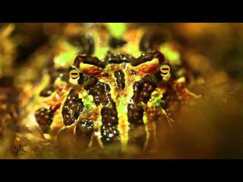 The Real Hypnotoad