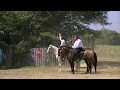 Arion horse show