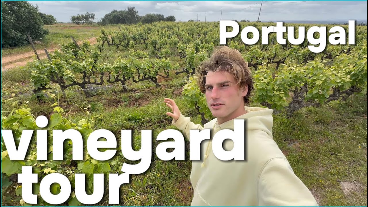 Portugese Vineyard Full Tour - Morgado Do Quintao in Algarve