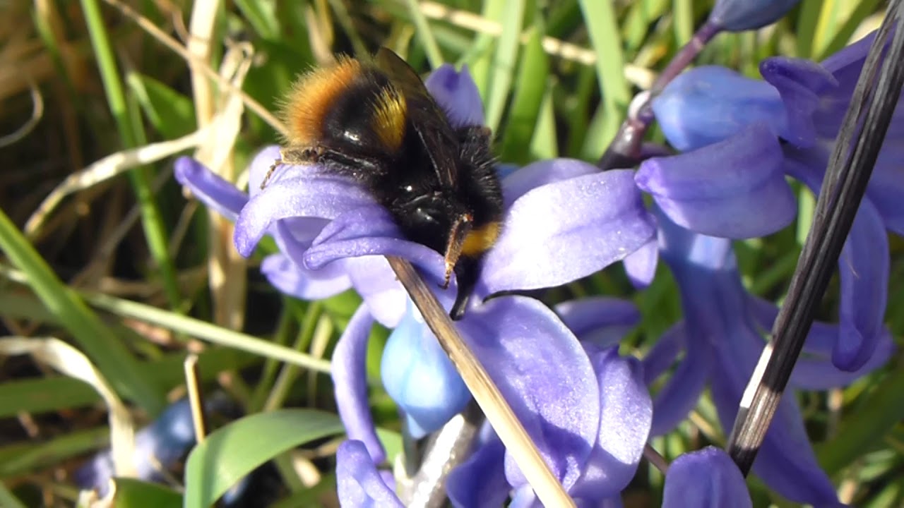 Medow bumble bee - Bombus pratorum - Hunangsfluga  - Humla - Flugur - Drottning