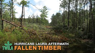Beauregard Parish Hit Hard by Laura