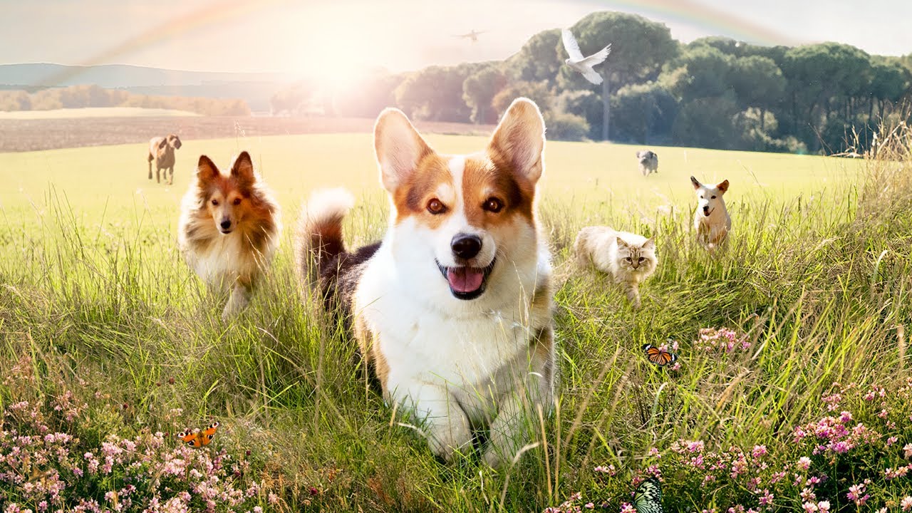 Beaphar VETOpure | Finis les soucis, où que vous alliez !