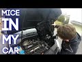 Getting the mouse out of my car! Getting the mouse out of my car!